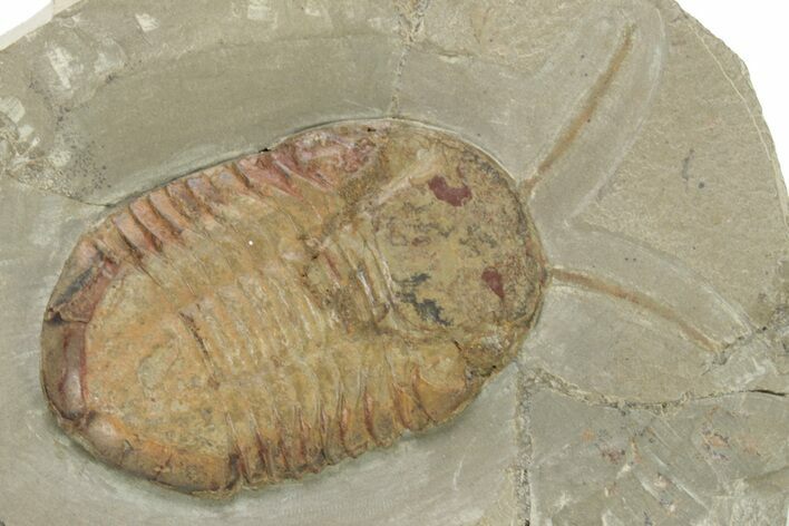 Symphysurus Trilobites With Preserved Antennae #225762